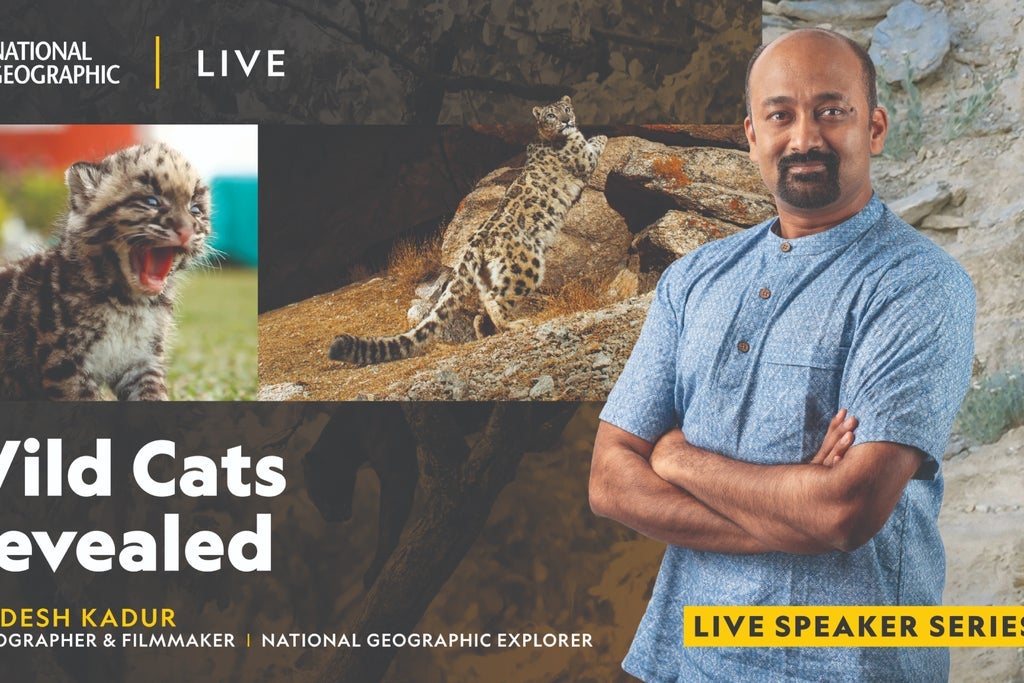 National Geographic Live - Wild Cats Revealed