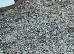 Bilde for arrangement 5Boys.com