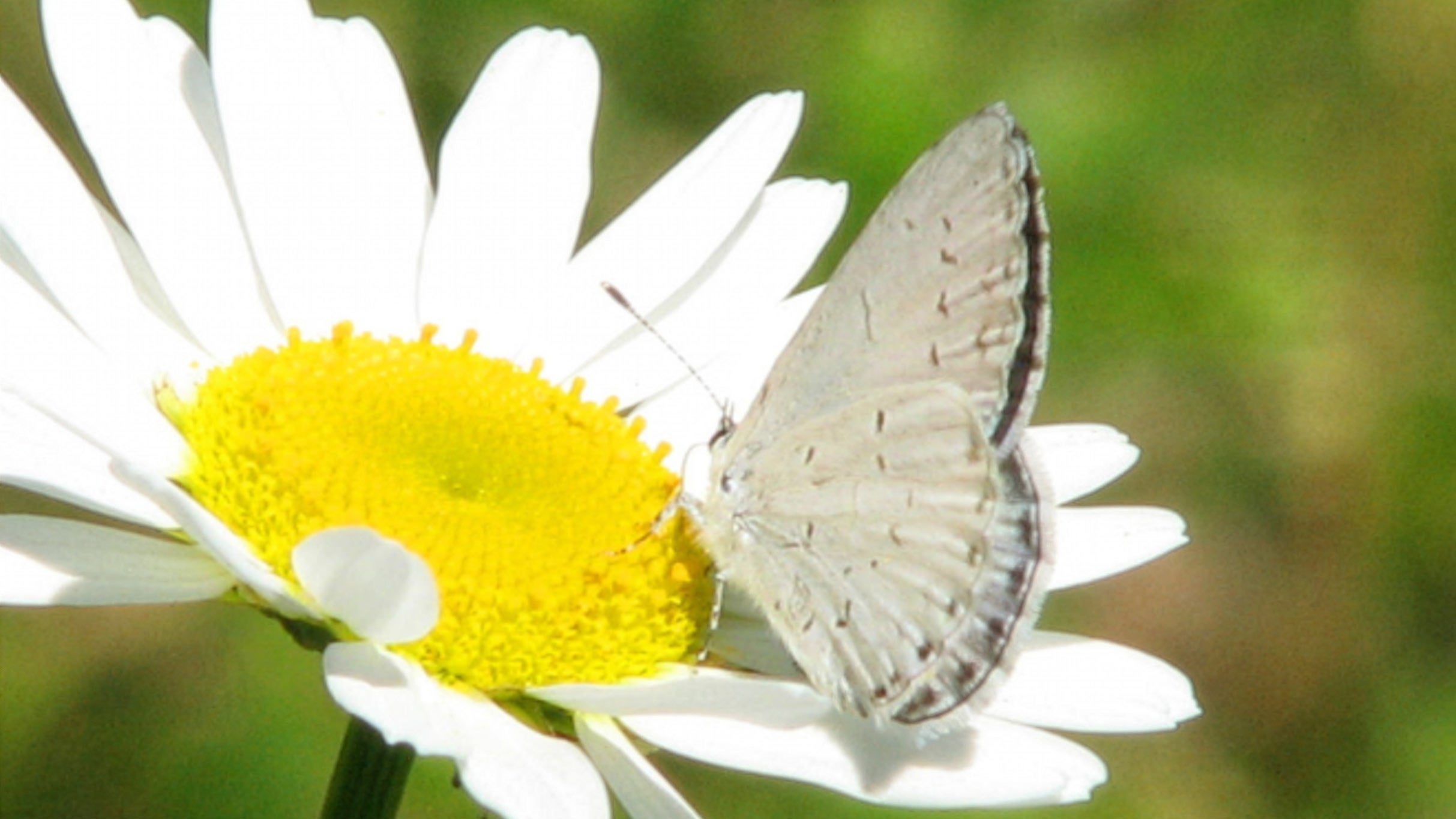 Försommarsång 2026