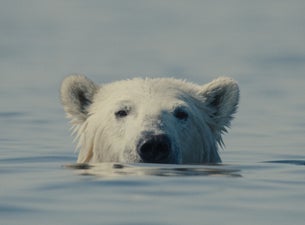 Nuisance Bear — The Civic, Auckland