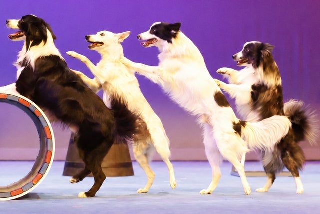 Presales to the perondi's stunt dog experience: members use these when buying pre-sale tickets