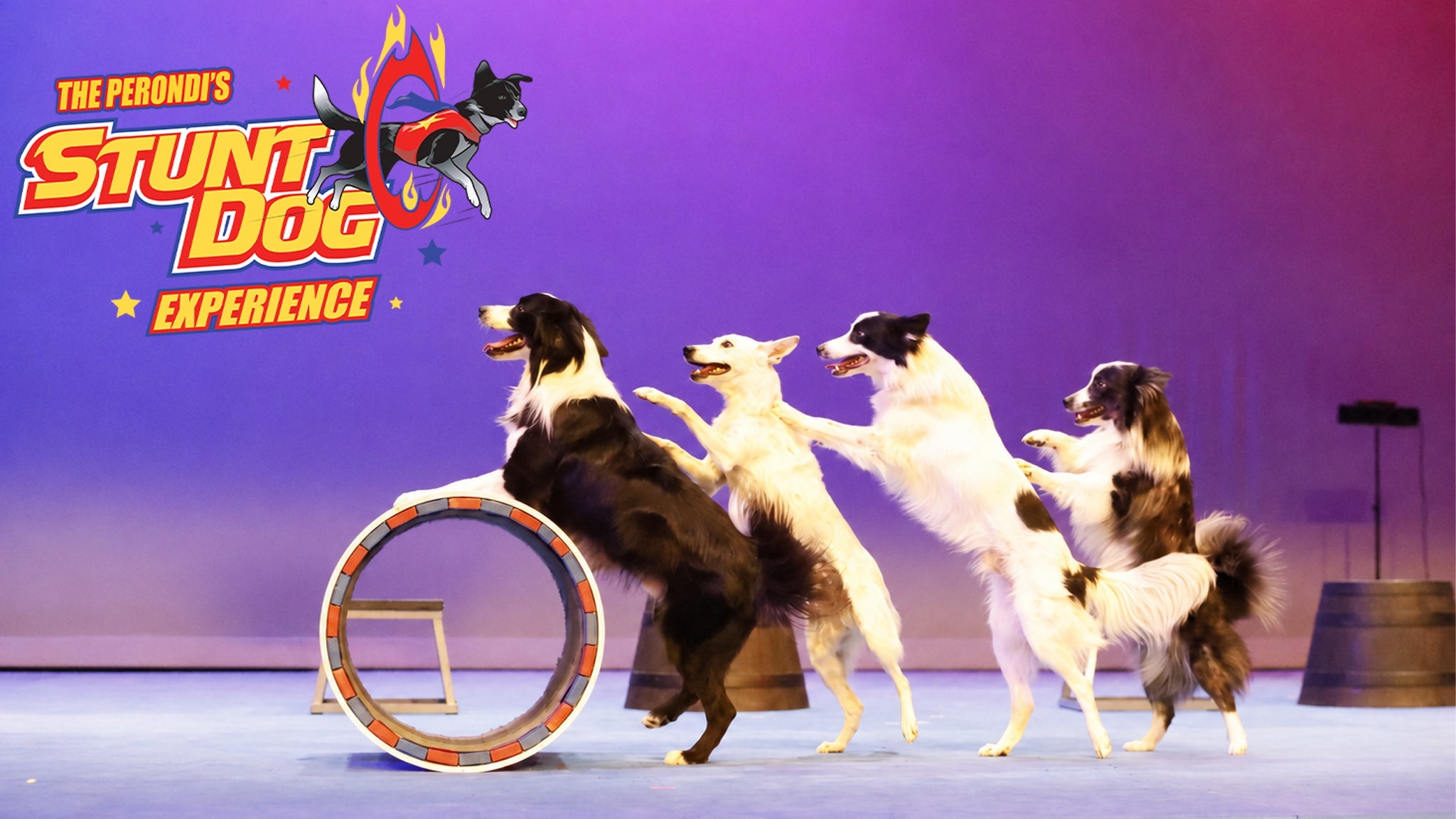 The Perondi's Stunt Dog Experience