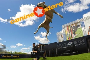 The Canine Stars: Stunt Dog Show