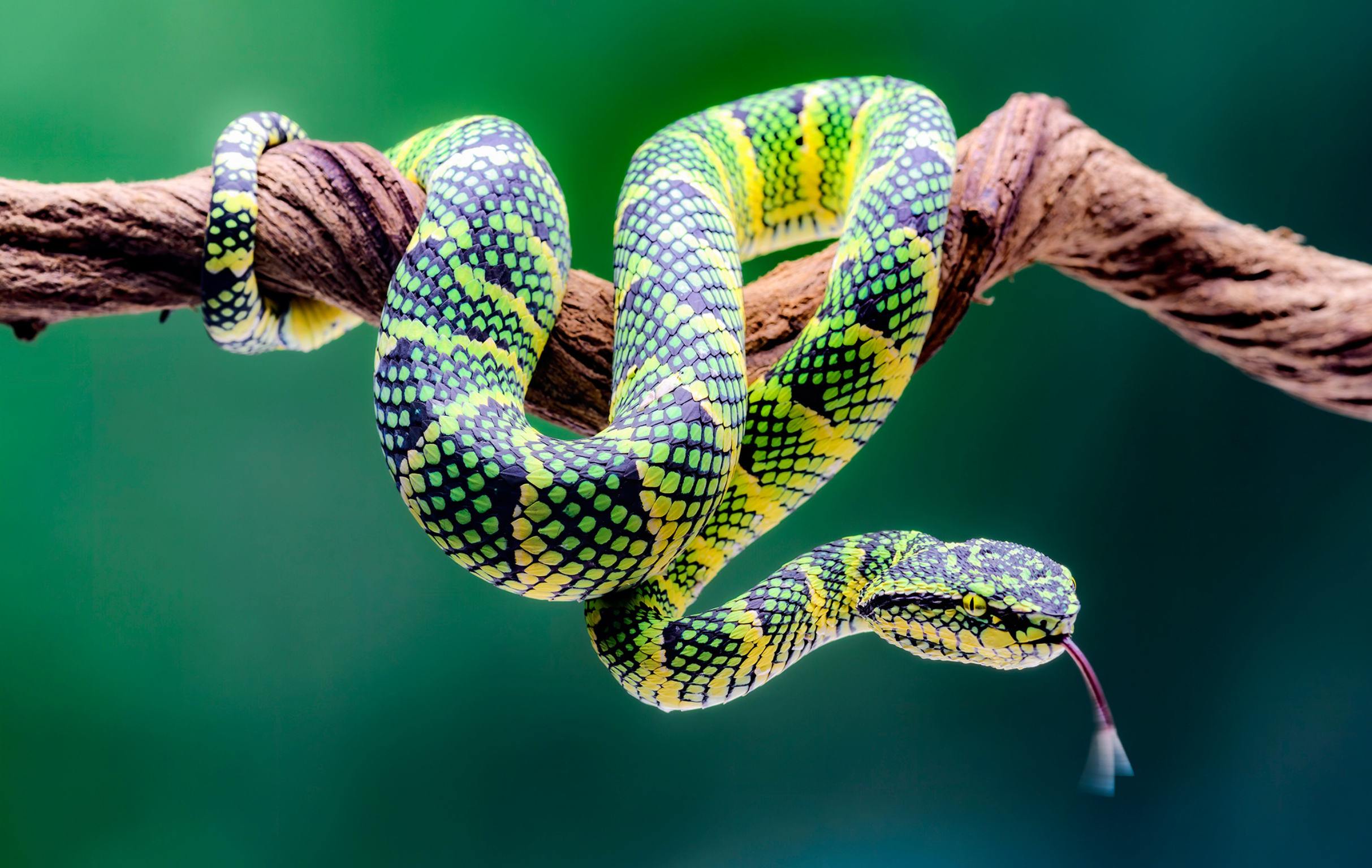 Show Me REPTILES