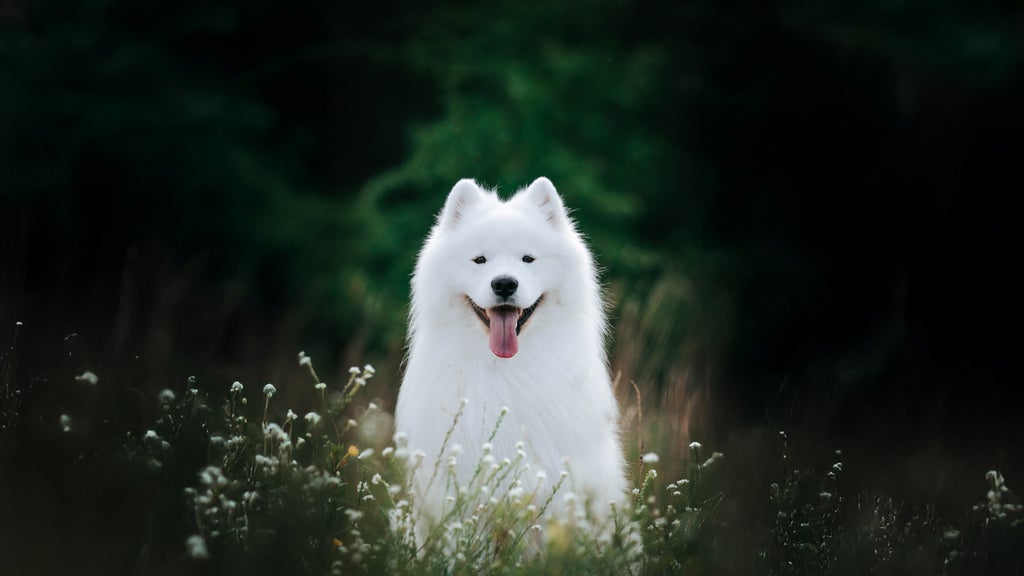 Photo of Top Dog Film Festival 2026