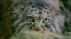 NAT GEO LIVE! WILD CATS REVEALED - Sandesh Kadur, Filmmaker