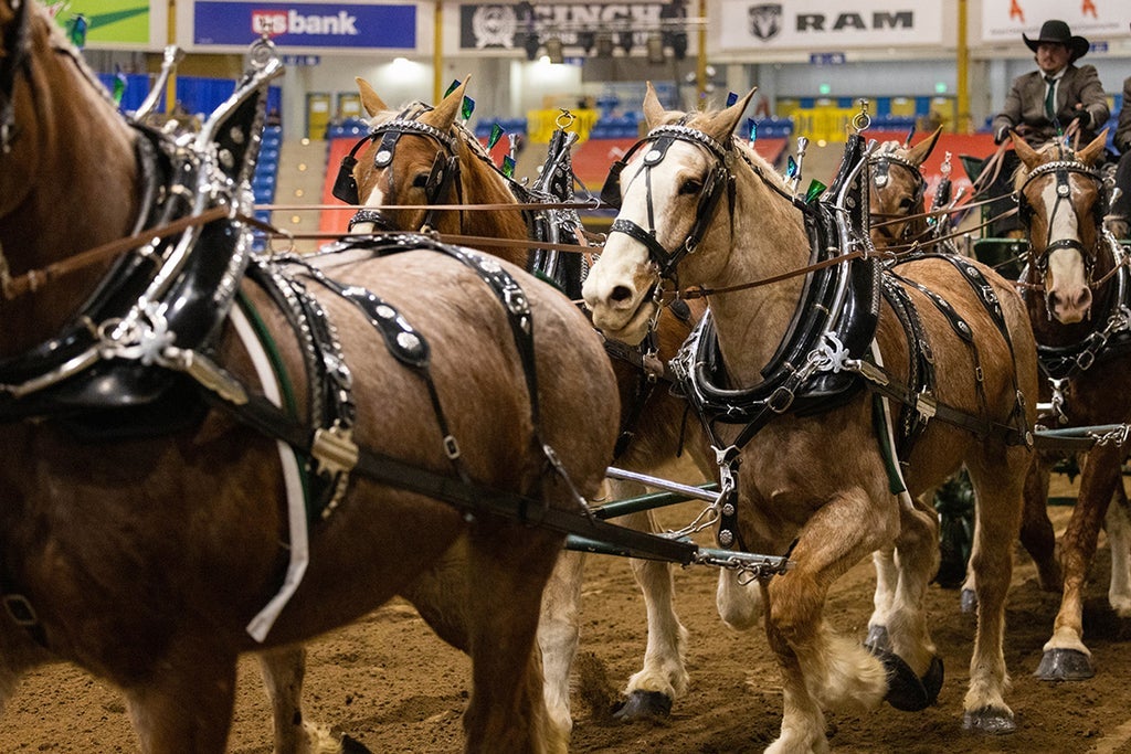 Draft Horse Show - Sun. Jan. 24 1pm