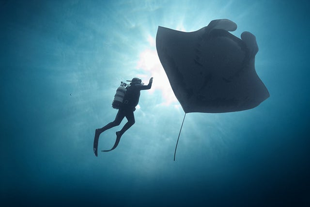 Presales to the last dive: members use these when buying pre-sale tickets