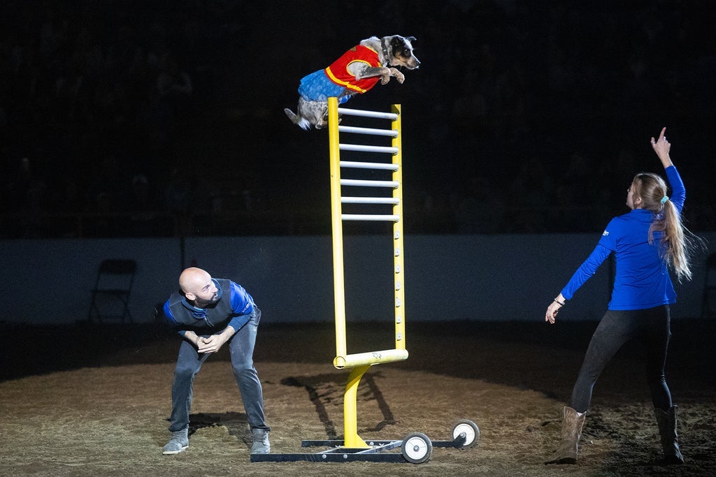 Xtreme Dogs - Sun. Jan. 17 1pm