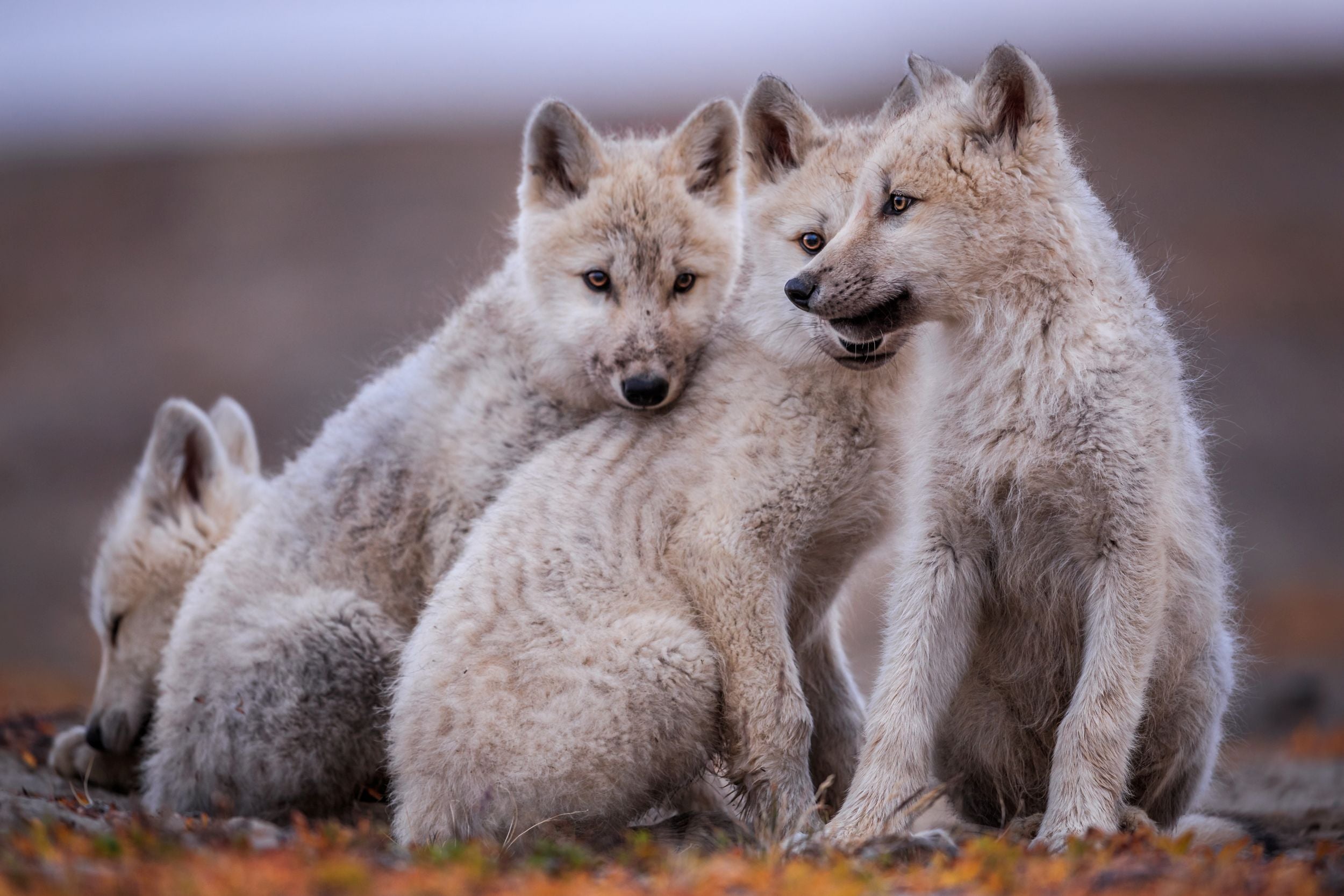 NAT GEO LIVE! SOCIAL BY NATURE - Ronan Donovan, Photographer