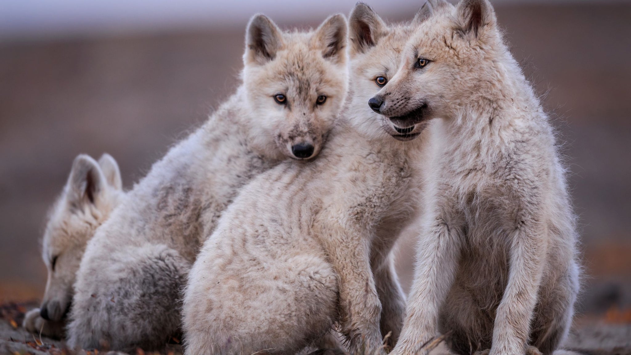 NAT GEO LIVE! SOCIAL BY NATURE - Ronan Donovan, Photographer