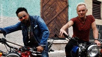 Sting ...