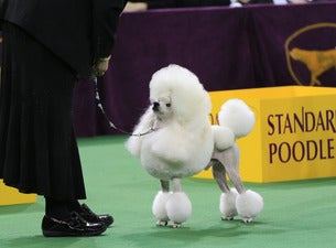 Westminster Kennel Club Dog Show