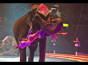 Syrian Shrine Circus