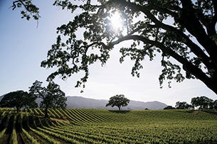 Sonoma Harvest Music Festival